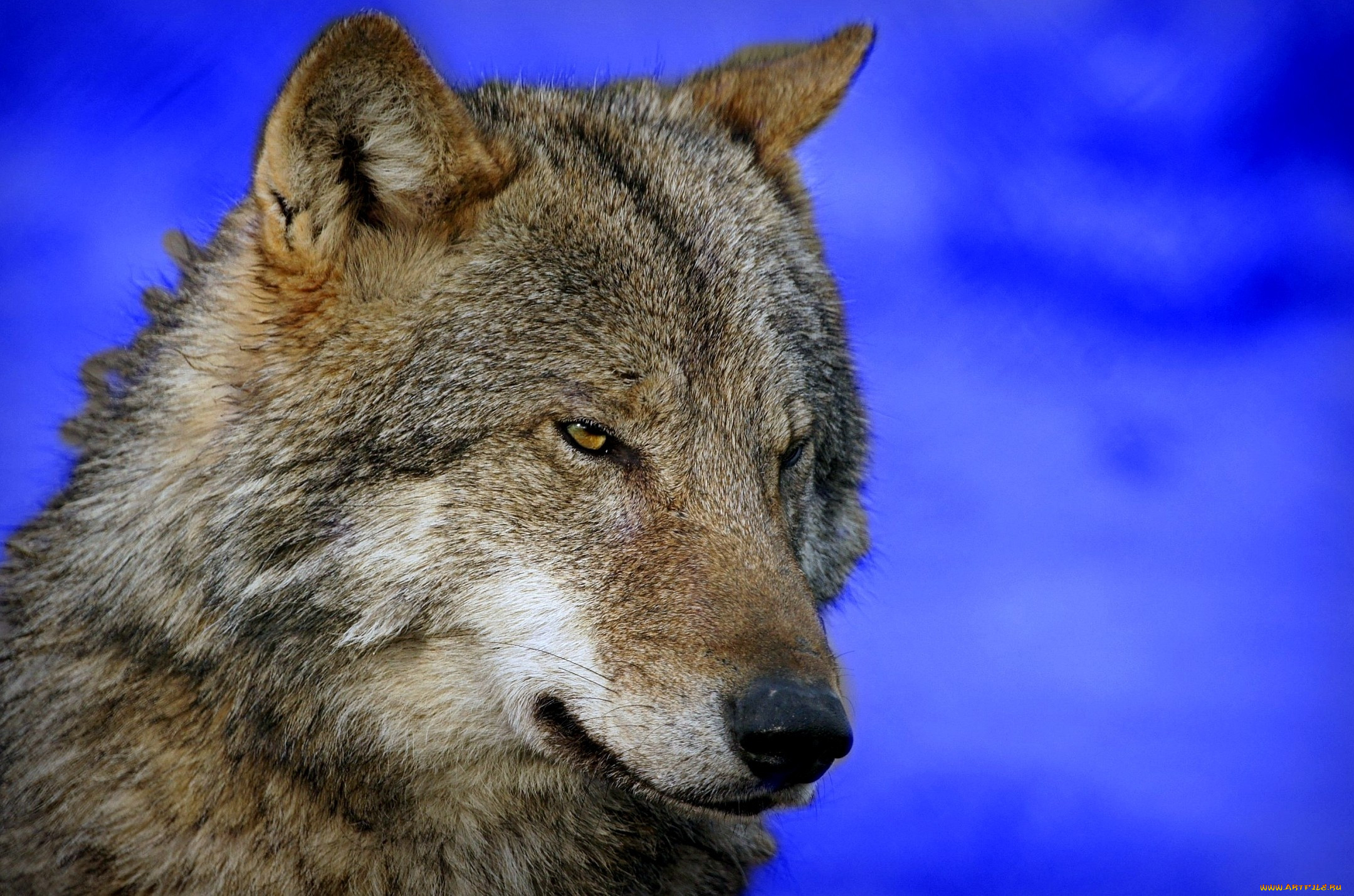 фото разозленного волка